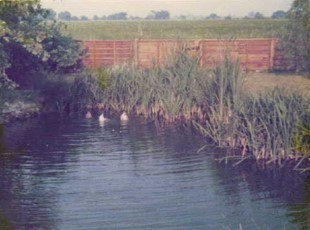 The pond re-established