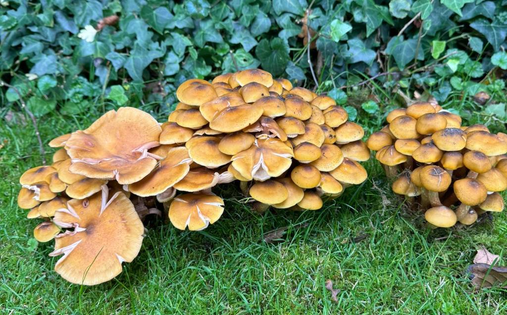 Fungi in the herb garden at The Upminster Sanctuary