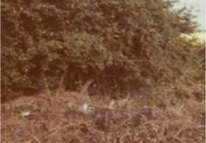 1972 The Upminster Sanctuary - Our History - Original Site