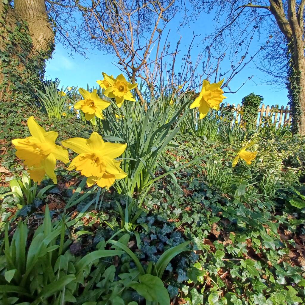 Spring daffodils