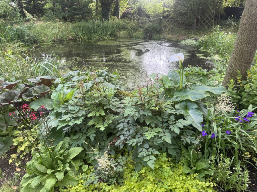 Beautiful lake at the Upminster Sanctuary