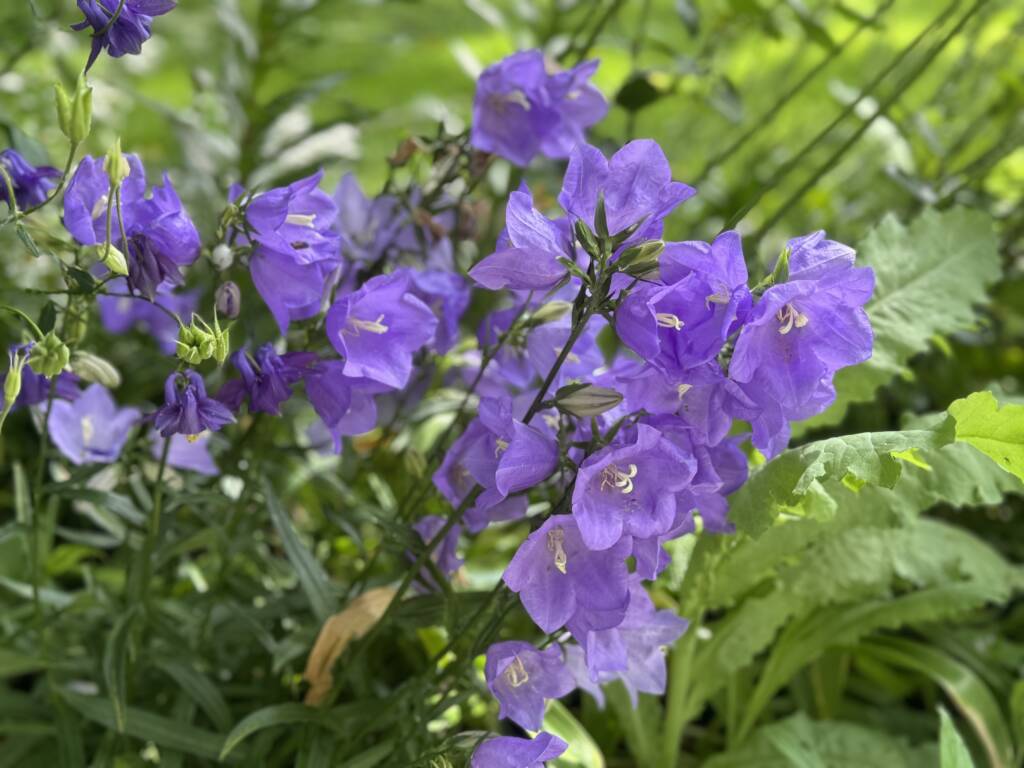 Purple flowers in the gardens of the Upminster Sanctuary