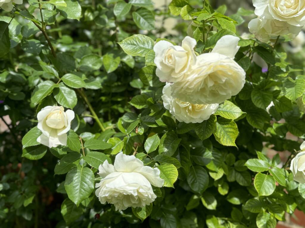 Rosebush in the Upminster Sanctuary gardens